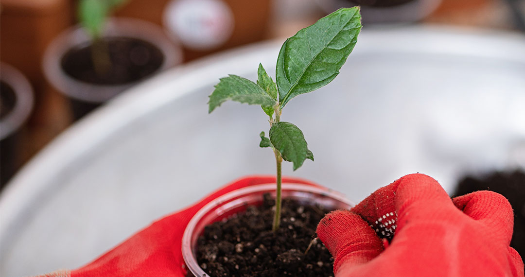 Photo of Hand Holding Plant